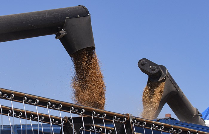 Путин допустил возможность ограничения вывоза украинского зерна в ЕС