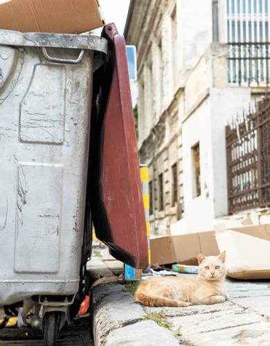 Мусорное обновление