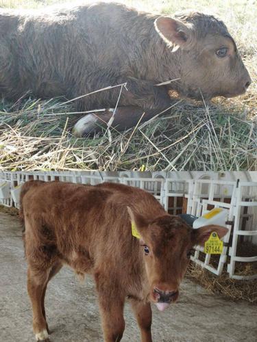 Необычный приплод на ферме: корова родила зубренка Необычный приплод на ферме: корова родила зубренка